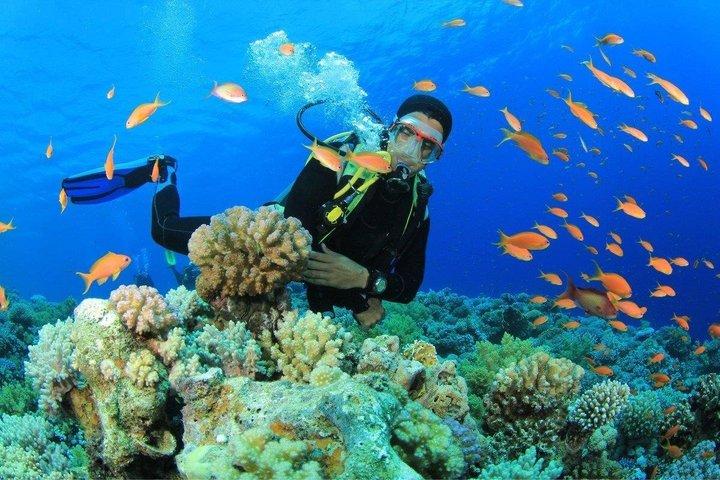 Buceo en la bahía de Nha Trang con exploración de arrecifes de coral