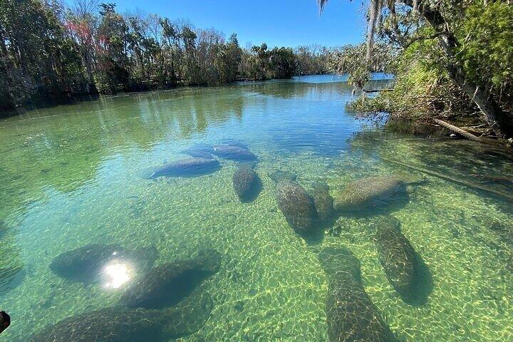 Crystal River State Park Scalloping Charter