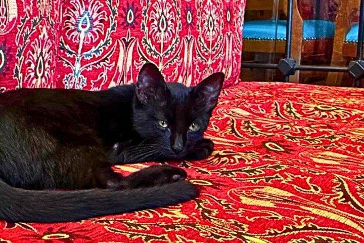 Istanbul's Cats: A Self-Guided Walking Tour