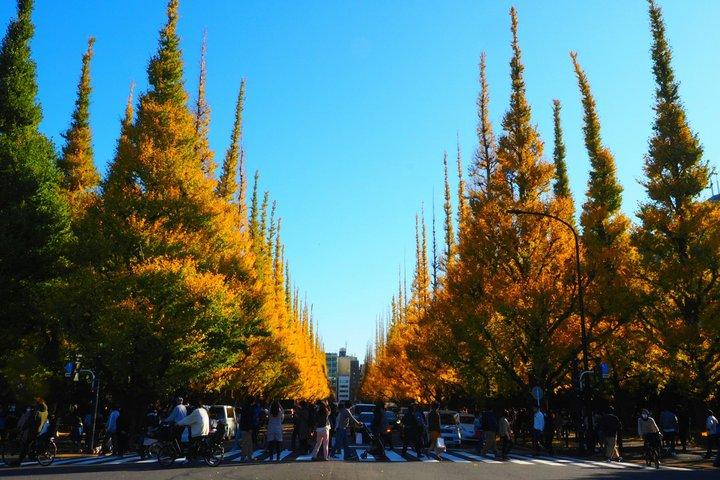 東京ゴールデンイチョウ通り紅葉散歩