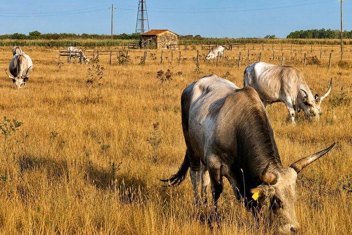 Virtuel guidet tur med elcykel i Maremma Regional Park
