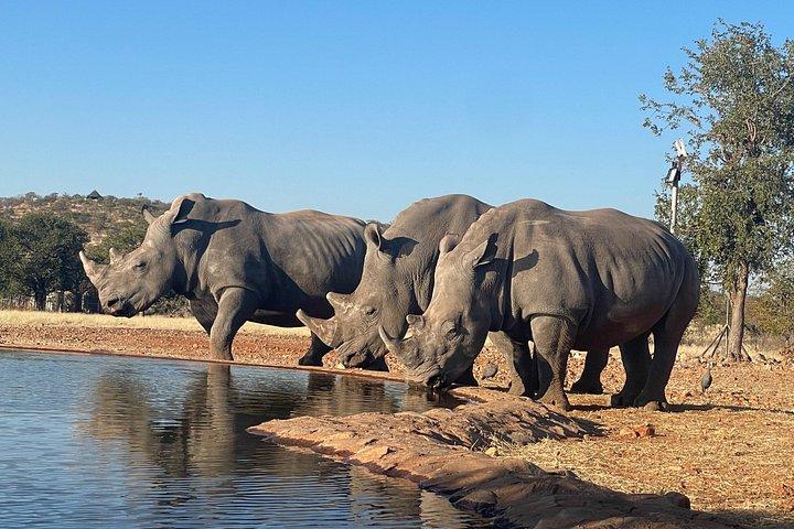 エトーシャ国立公園サファリ3日間