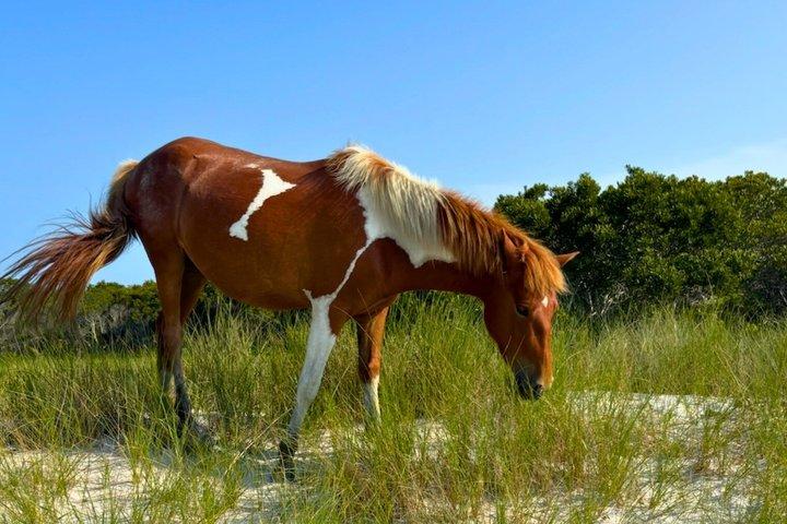 Tour privado en crucero por la isla de Assateague