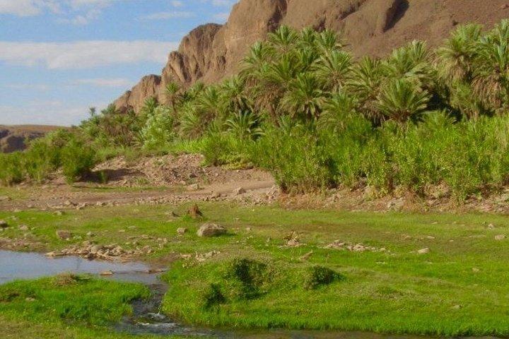 Oasis of Fint Halvdagstur fra Ouarzazate