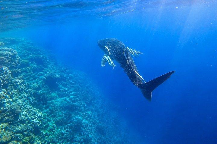 Hurghada à Safaga Plage privée Snorkeling avec déjeuner et transferts