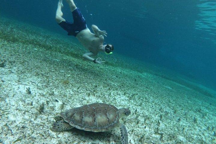 コスメル島のエル・シエロビーチでのシュノーケリングツアー(グループ参加)