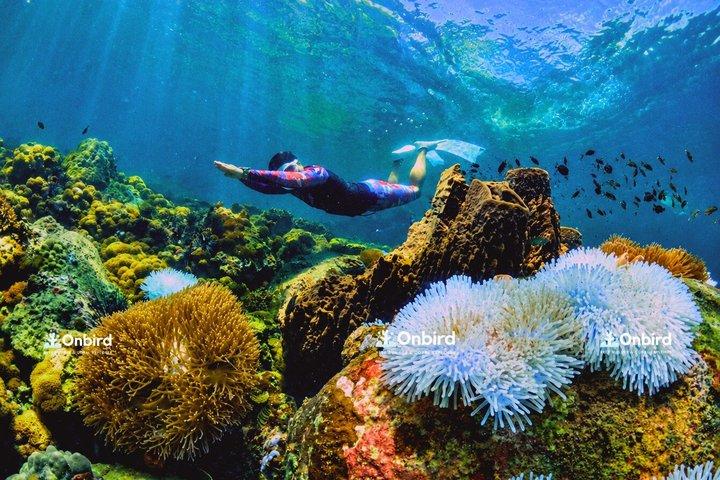 PRO-SNORKELING to Explore Hidden Coral Reefs (MAX 10 PAX)