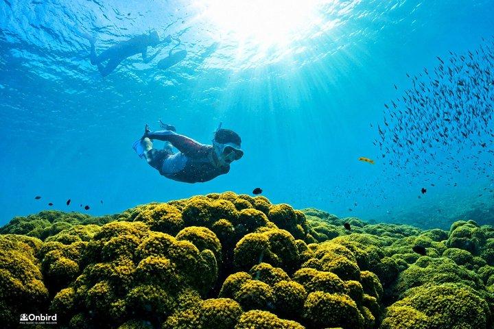 PRO-SNORKELING to Explore Hidden Coral Reefs (MAX 10 PAX)