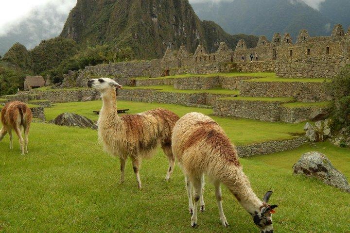 Machu Picchu Full-Day Tour from Cusco with Train & Guided Visit