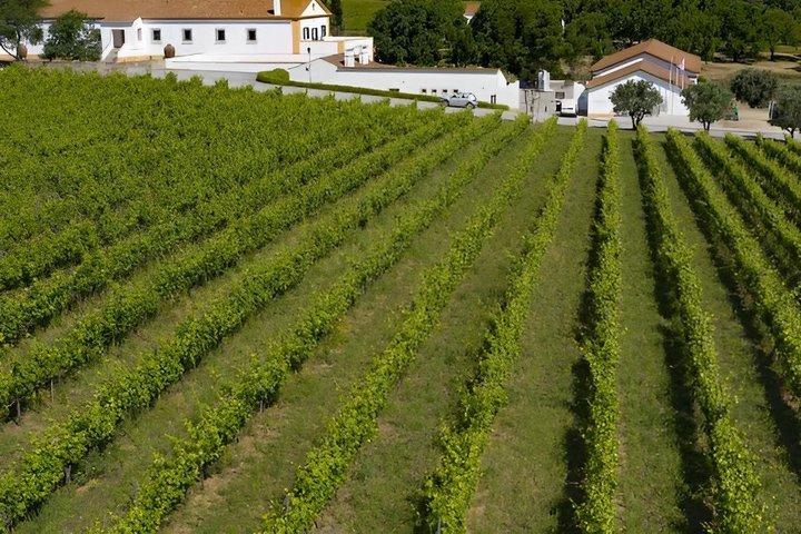 Private Wine Tour Alentejo
