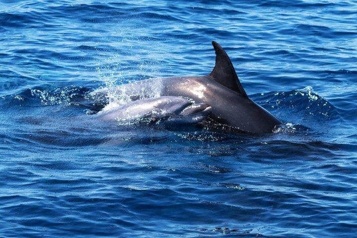Giro in barca di avvistamento dei delfini a Hvar con pranzo e bevande illimitati