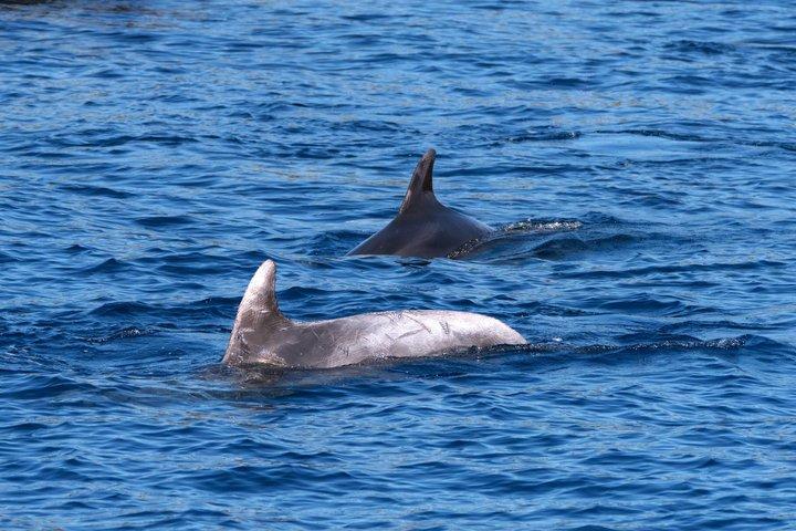 Giro in barca di avvistamento dei delfini a Hvar con pranzo e bevande illimitati