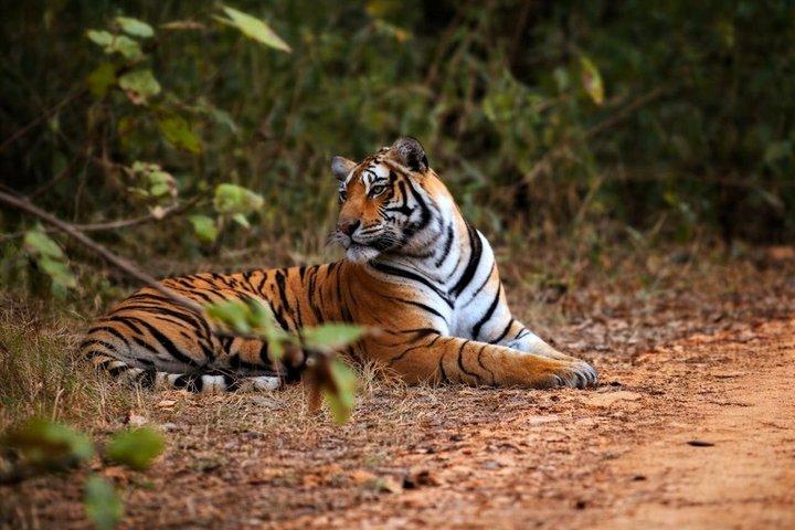 Private Day Tour to Ranthambore Tiger Safari from Jaipur