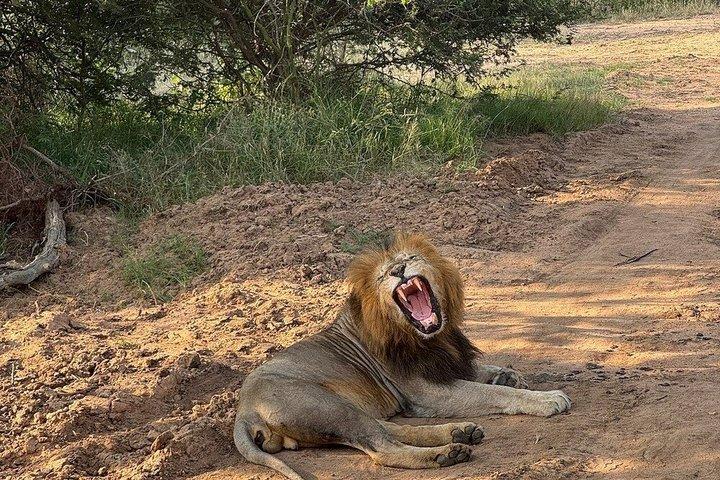 Half Day Sunset Tshukudu Safari Tour