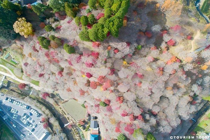 小原四季桜と香嵐渓ライトアップ1日ツアー名古屋発