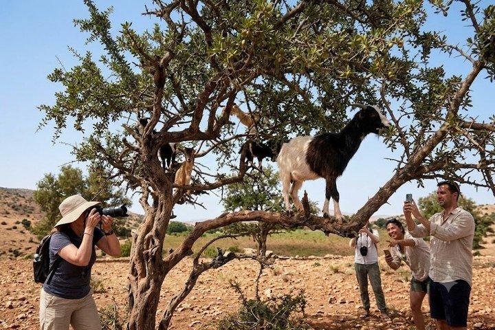 Agadir: Souk El Had Market & Tree-Climbing Goats Morning Tour