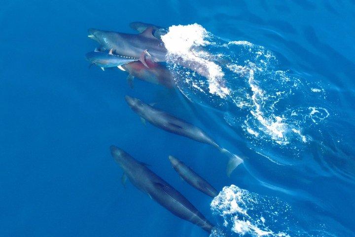 ファロでの少人数のイルカと野生動物ウォッチング ツアー
