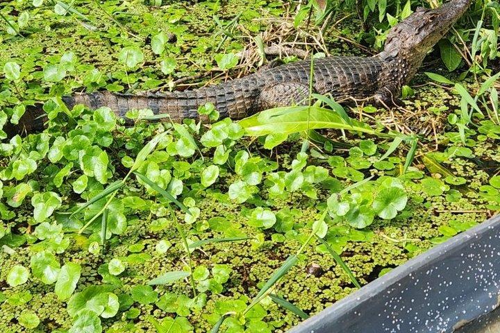 Passeio de canoa pelos canais do Parque Nacional Tortuguero