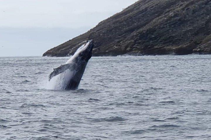 Isla Pinzón - Tour de un día - Desde Santa Cruz - Islas Galápagos