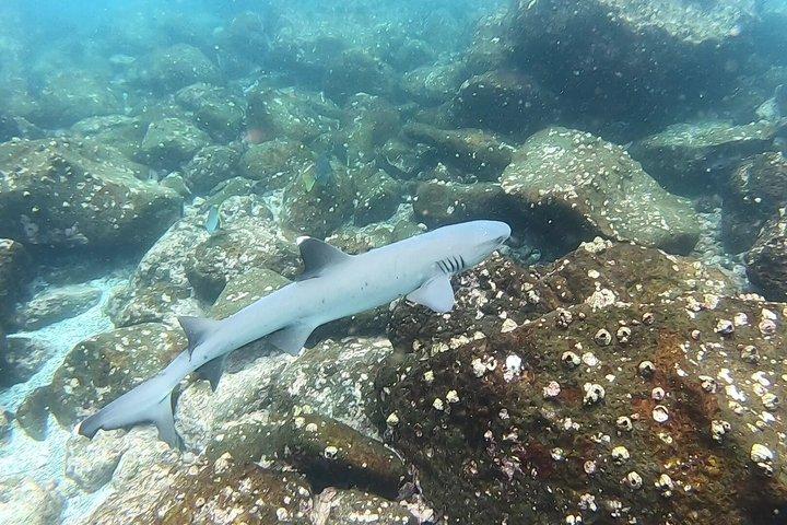 Isla Pinzón - Tour de un día - Desde Santa Cruz - Islas Galápagos