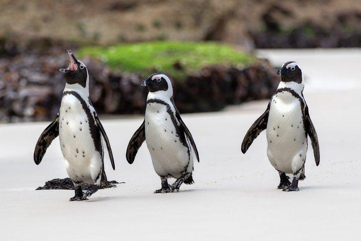 Cape of Good Hope, Table Mountain & Penguins Private Tour from Cape Town