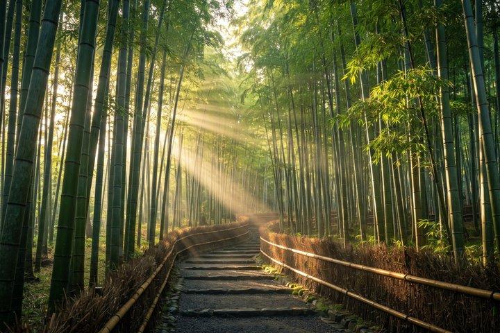 Privat tur i Kyoto Tidlig morgen Arashiyama bambusskov