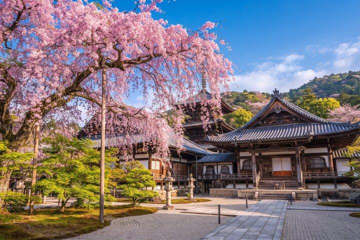 Privat tur i Kyoto Tidlig morgen Arashiyama bambusskov