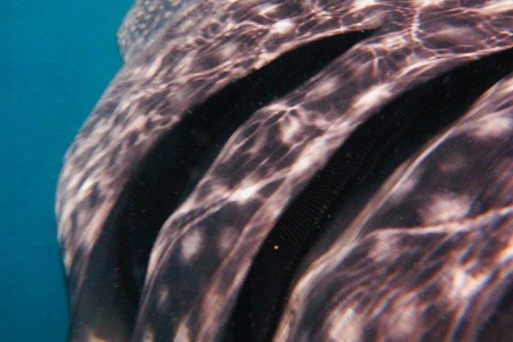Aventura de buceo con tiburón ballena en Isla Mujeres Temporada Mayo-Septiembre.
