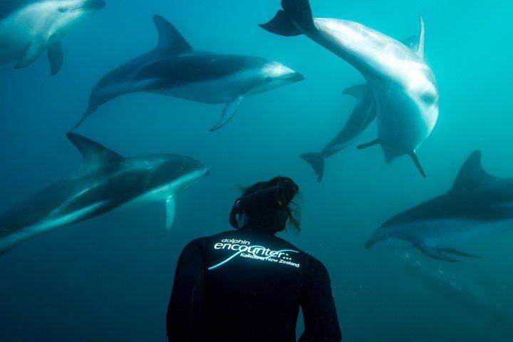 クライストチャーチからの2日間のカイコウラクジラとイルカツアー