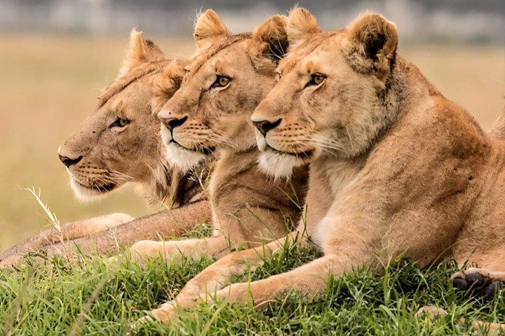 AGAMA Grand Safari in Tanzania Serengeti and Ngorongoro Crater