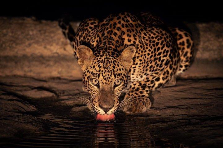 Yala National Park Safari Tours - Meio dia e dia inteiro