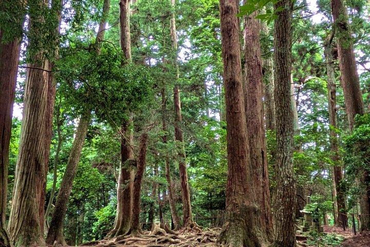 京都 鞍馬から貴船へのガイド付き森林ハイキング