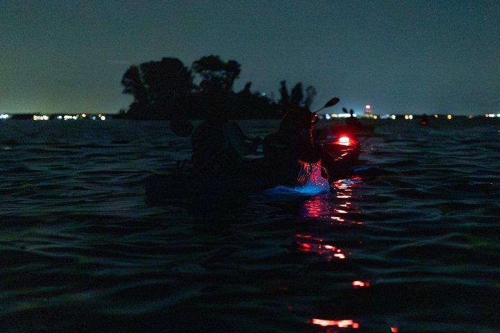 Kajakturer och uthyrning. Delfiner, manater och bioluminescens!