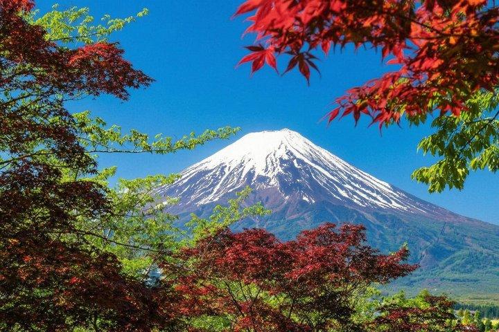 富士山・河口湖・大石公園満喫一日ツアー
