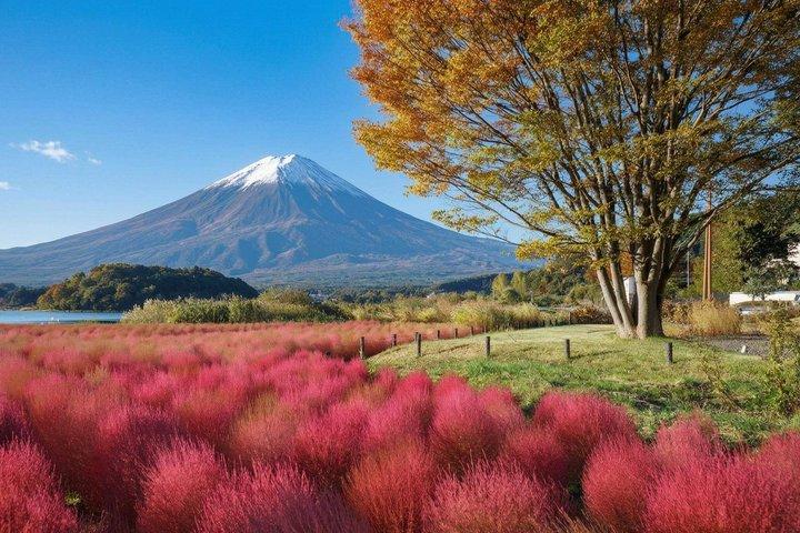 富士山・河口湖・大石公園満喫一日ツアー