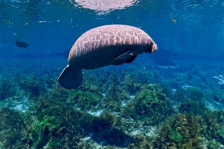 シルバースプリングスマナティーと野生動物エコツアー