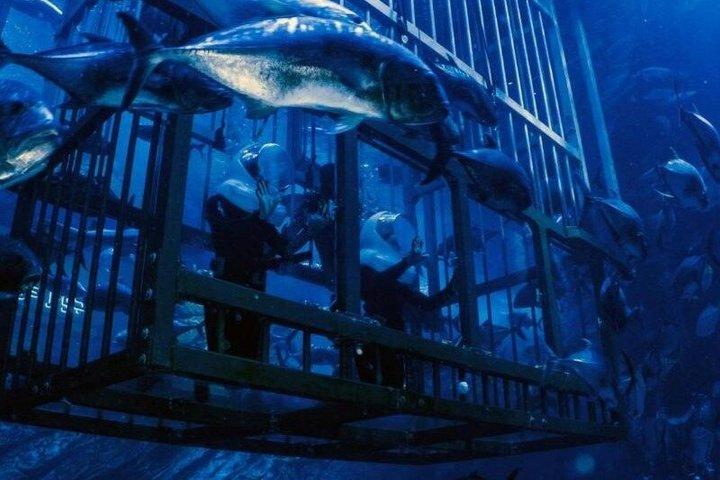 ドバイモール水族館水中動物園