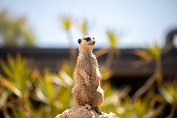 Sydney Zoo General Entry Admission Ticket